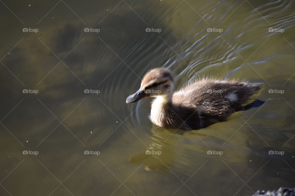 Duckling 