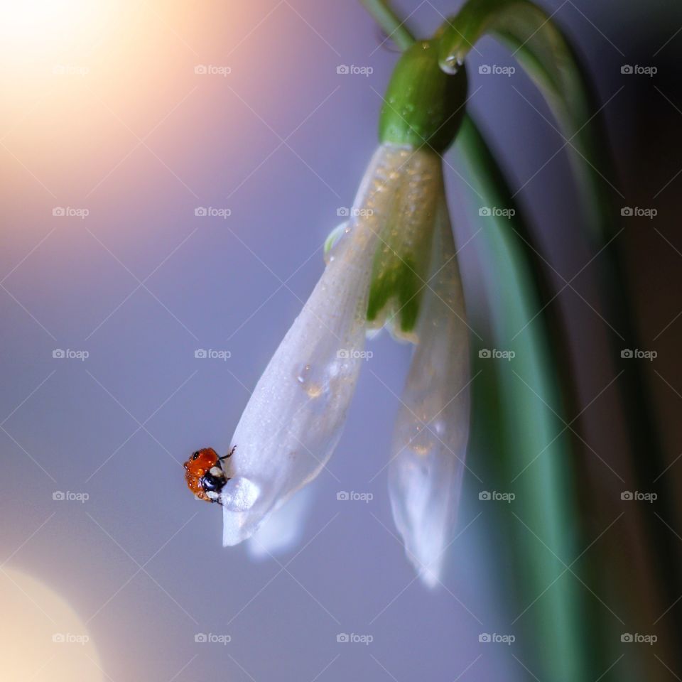 Ladybug on the snowdrop 