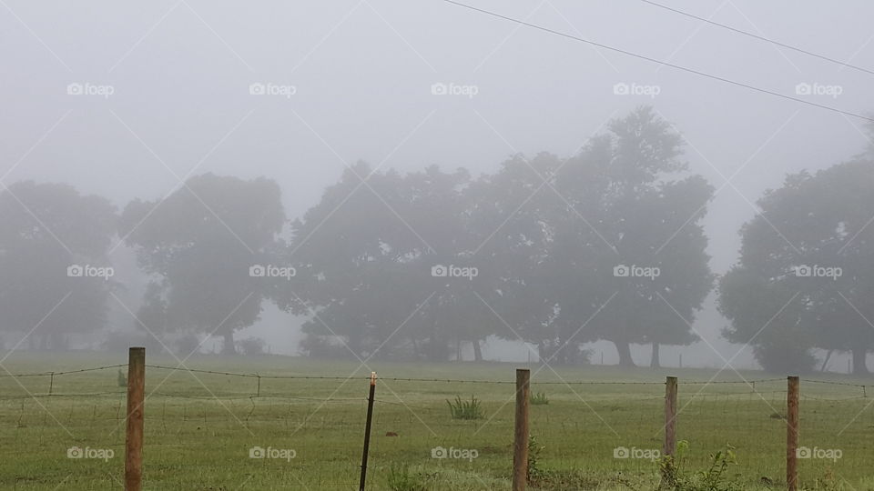 Foggy field