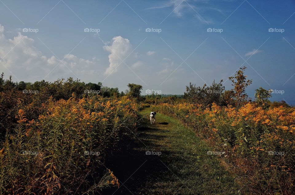 Golden Trail