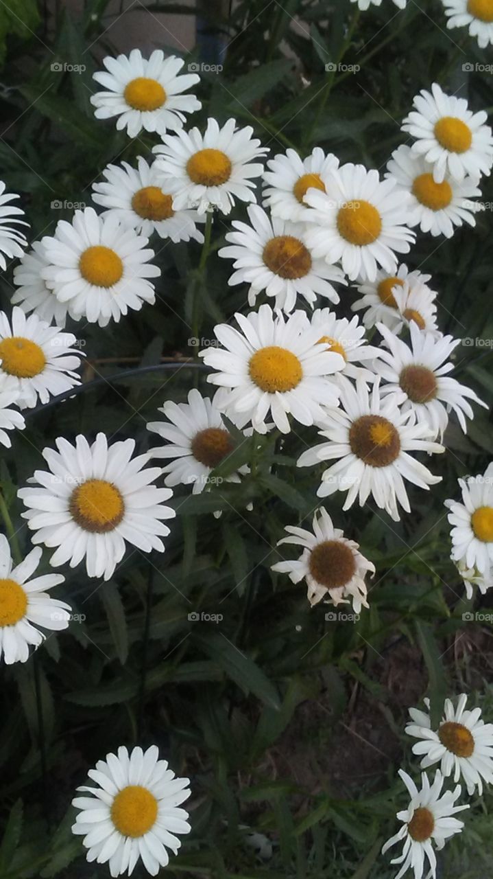 Delightful daisies