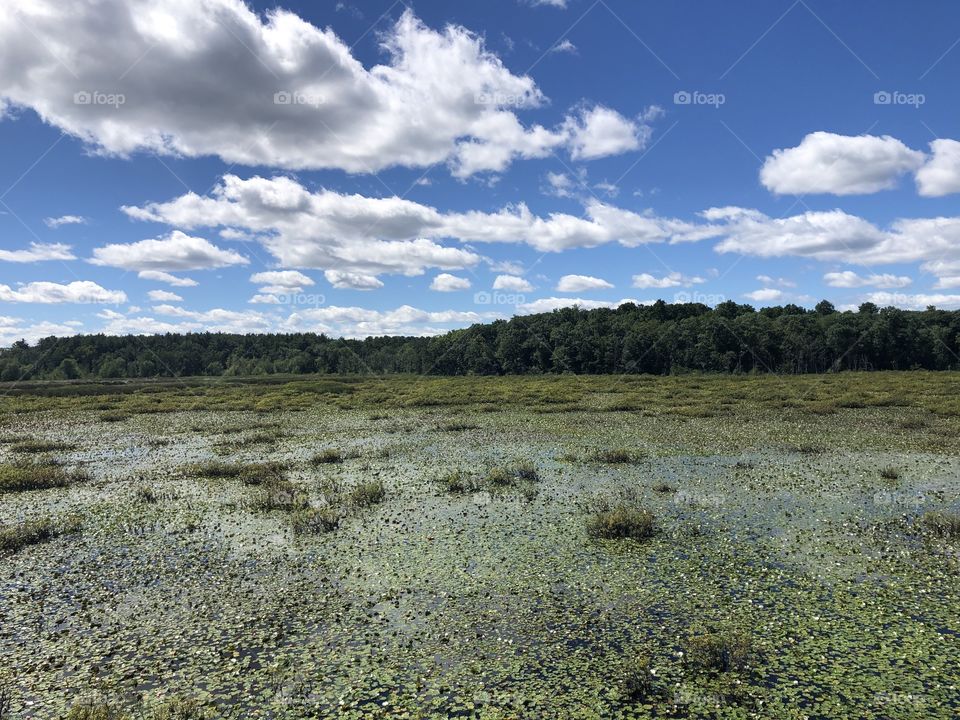 Wildlife sanctuary waterscape