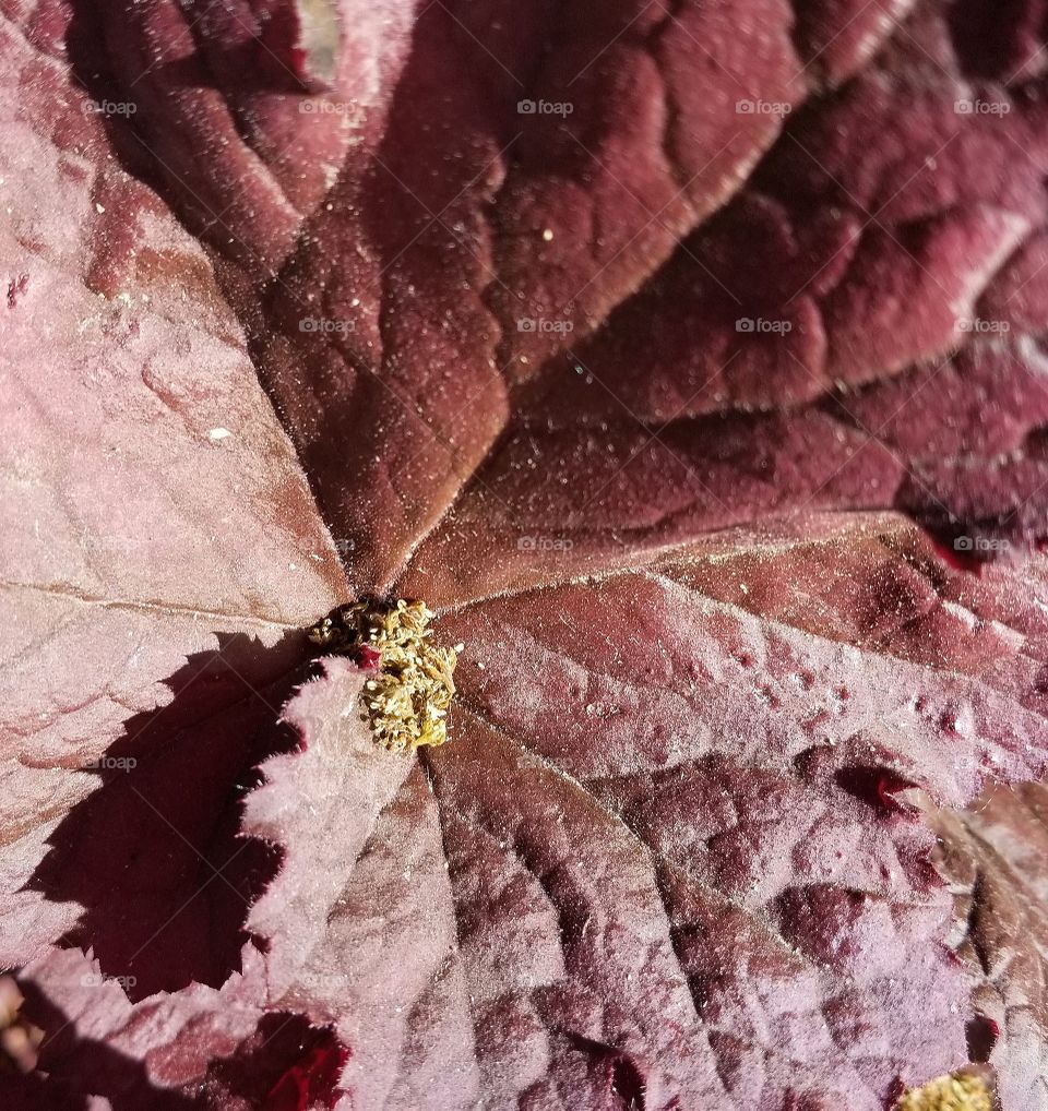 Close-up of a leaf