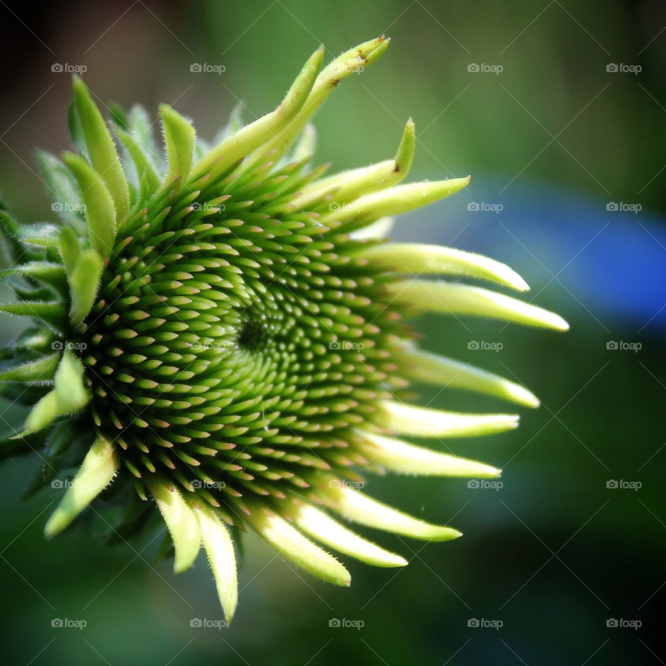 green yellow flora nature by ren410