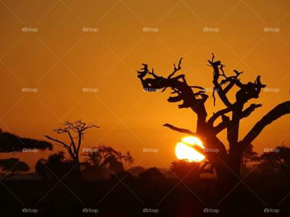 Backlit, Silhouette, Sunset, Tree, Evening