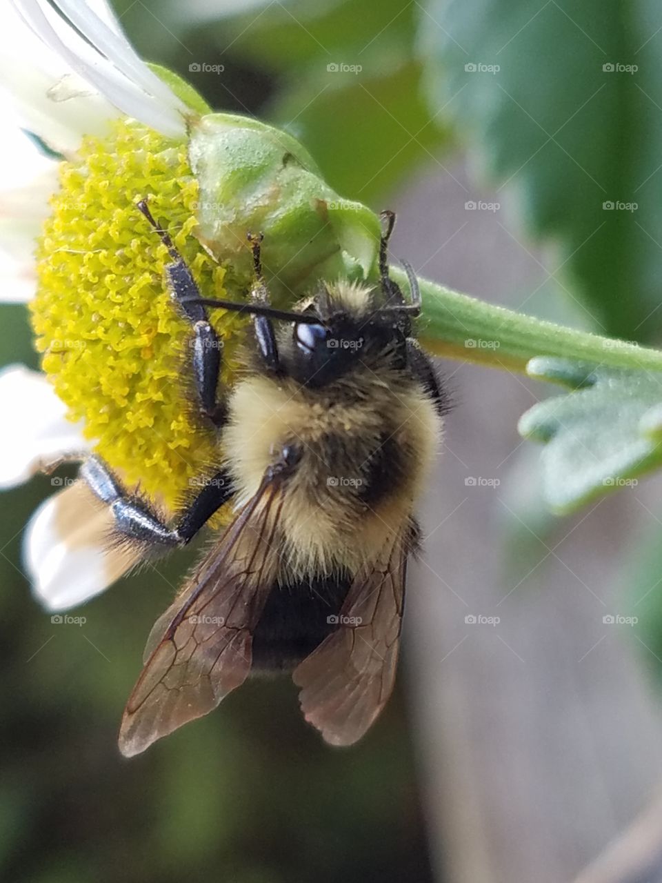 honey bee in October