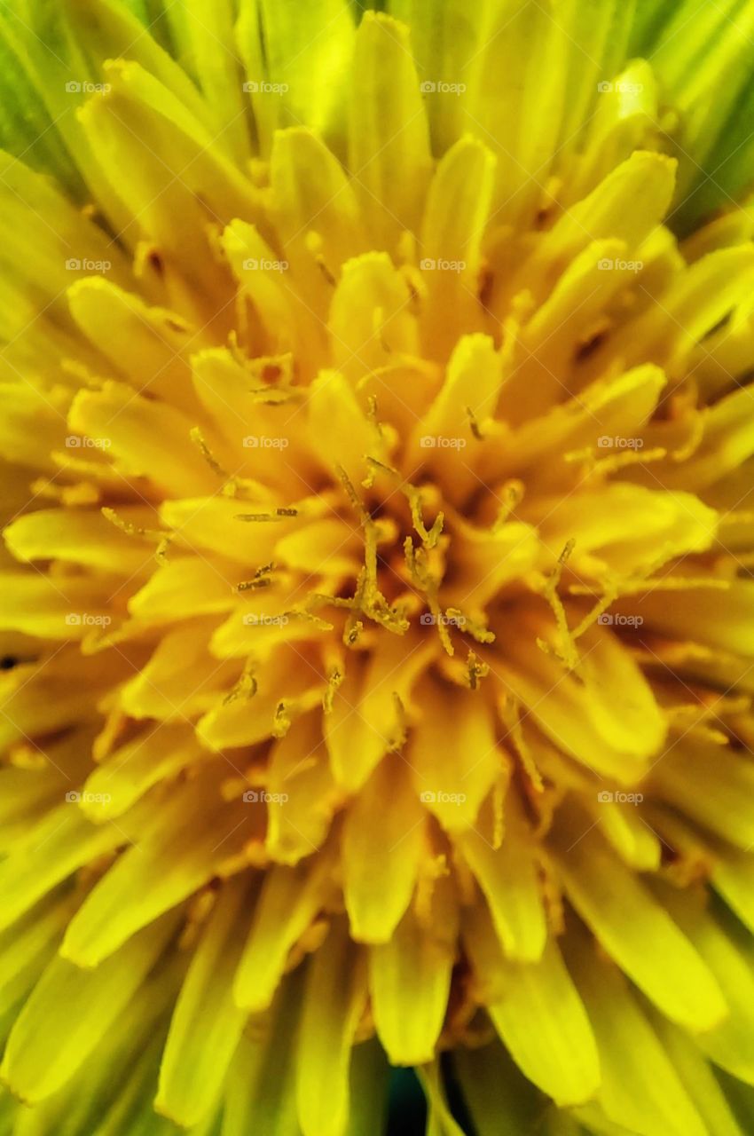 A macro close-up photo of a dandelion flower in bright yellow colour with the focus centered on the tiny little stamens growing in the middle