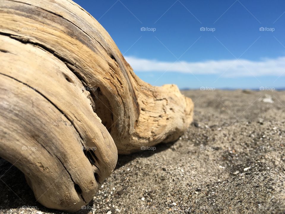 Driftwood 