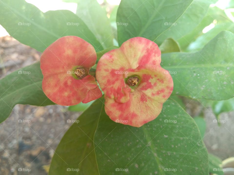 Leaf, Nature, Flora, No Person, Flower