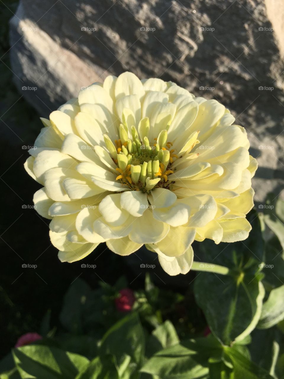 White Zinnia