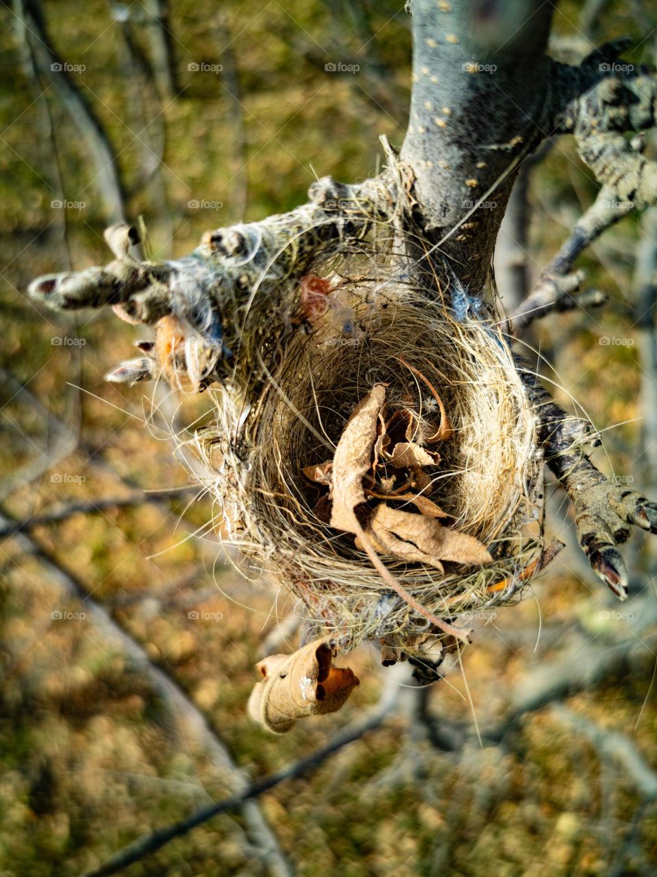 bird nest; creative architect