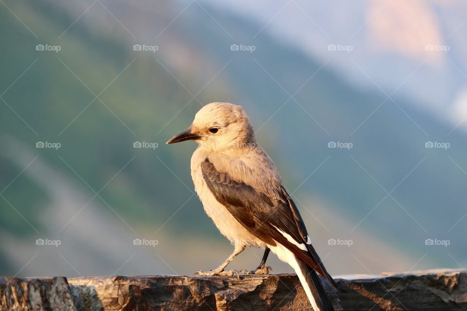Closeup view of a Clark's Nutcracker bird otherwise known as a Clark's Crow or Nutcracker Crow, member of the Passerine family, this one photographed at Lake Louise in Banff National Park at Canada's Rocky Mountains