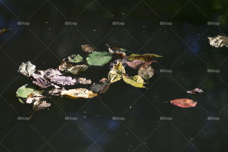 Colorful leaves floating in the creek - löv vatten - löv vatten