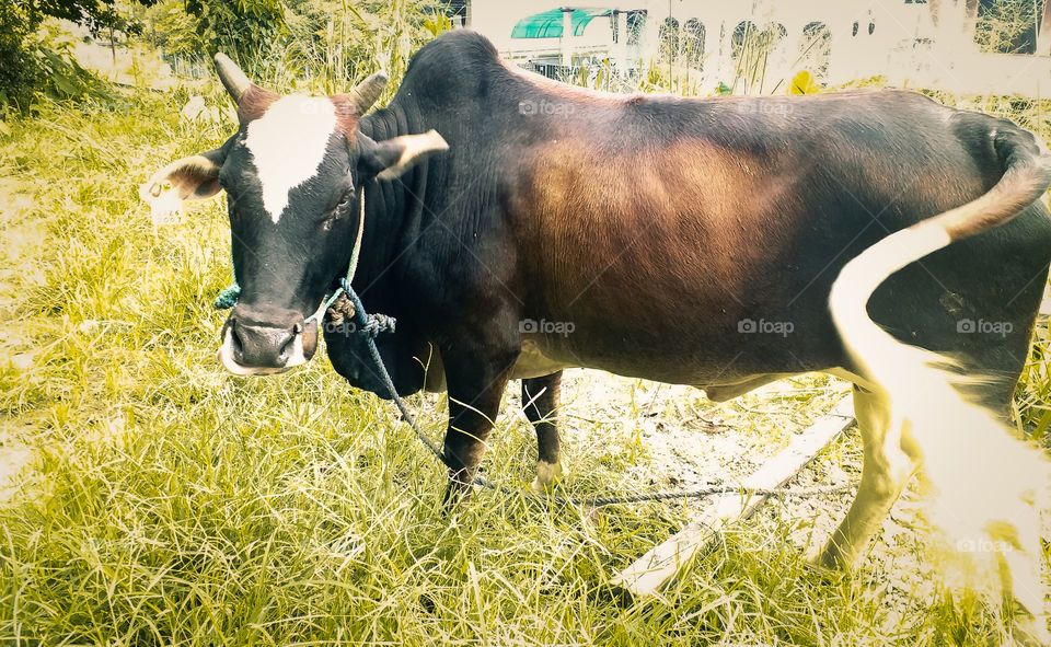 a cow beautiful view, buffalo black,brown and white