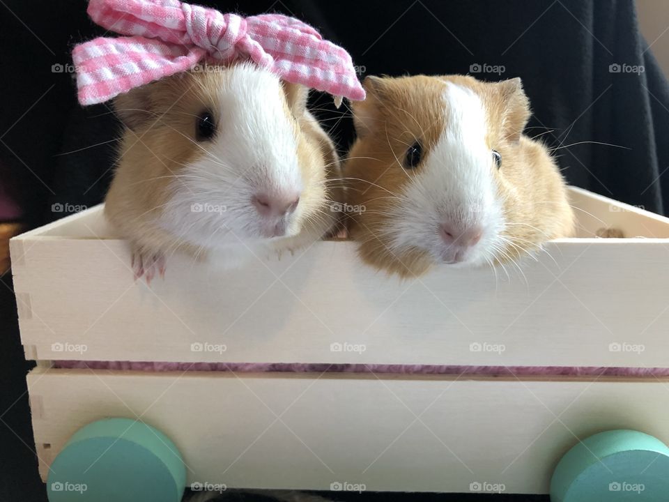 In a wagon baby guinea pigs