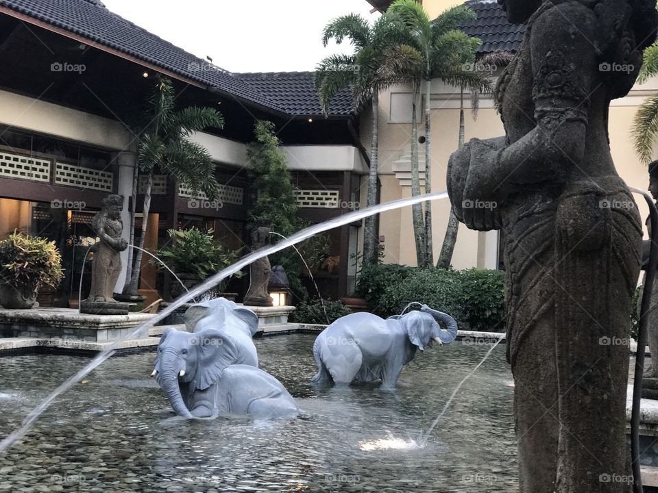 Florida, odnalrO ni detacol tneduts FCU nA  .asleS yb kcilC Follow me @Selsa.Notes, @Selsa.Clicks, and Selsa.quotes. 
#elephant #pool #water #luxury 