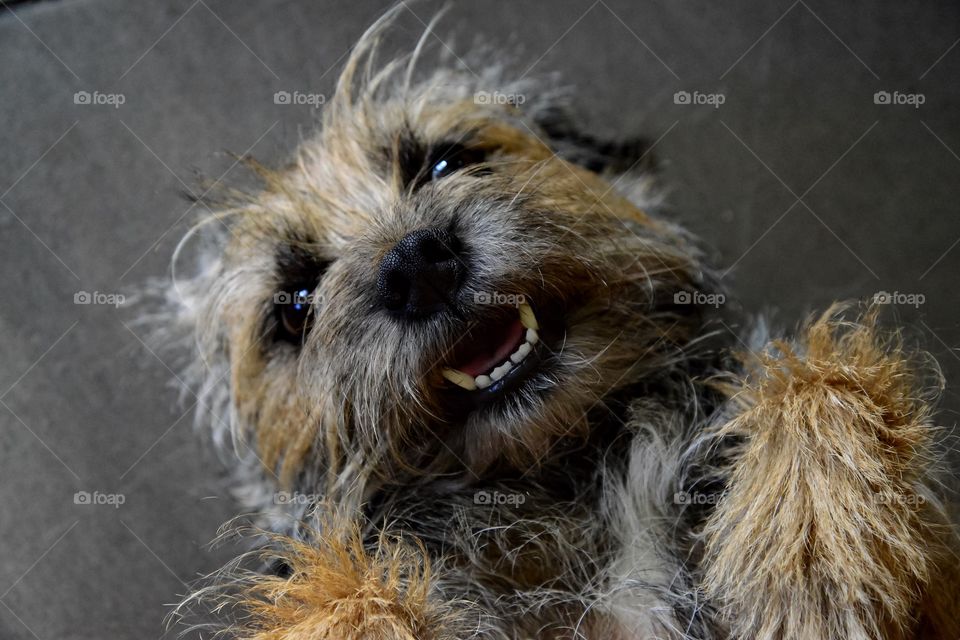 Happy border terrier 