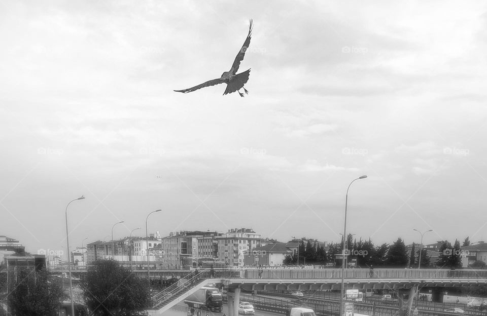 Crow flying to freedom