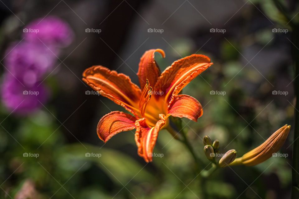 Orange daylily 
