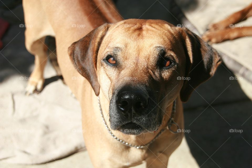 High angle view of dog