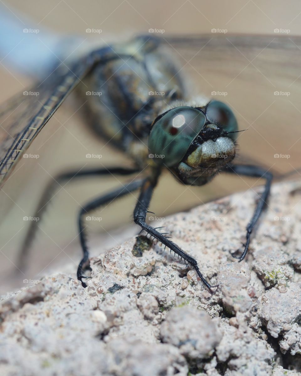 Close up portrait of dragonfly