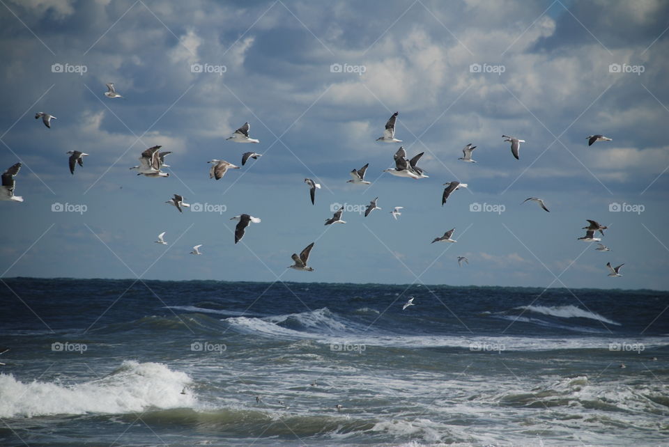 Birds in flight