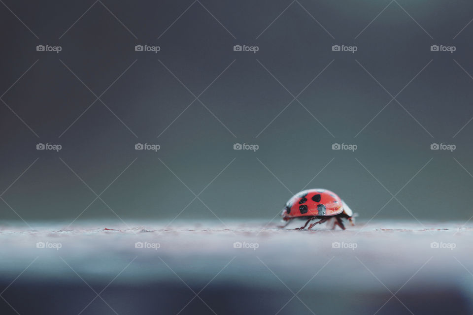 A ladybug crawling on a fence