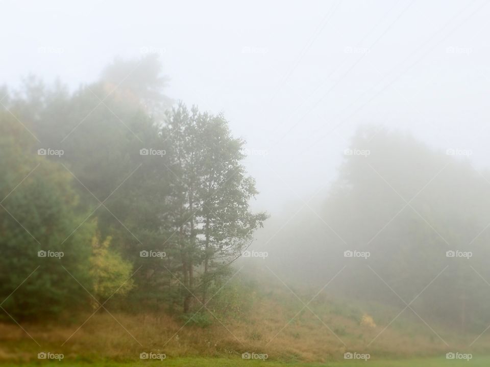 Fogy autumn morning