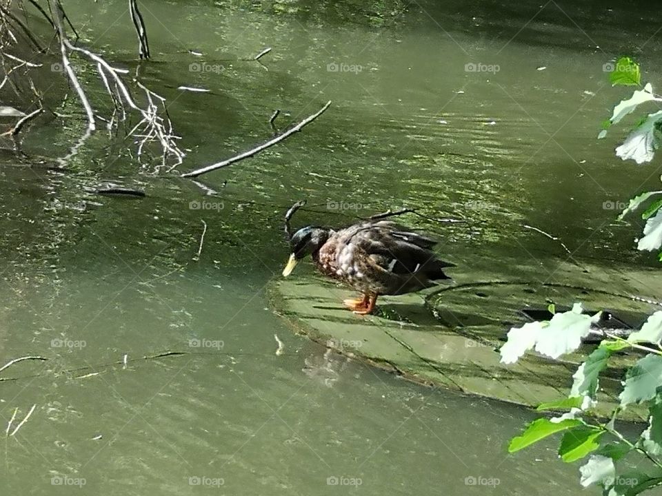Ducky 2