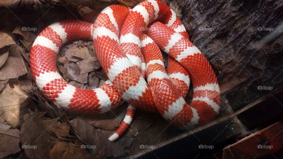 Lampropeltis triangulum, commonly known as a milk snake or milksnake, is a species of kingsnake; 24 subspecies are currently recognized. Lampropeltis elapsoides, the scarlet kingsnake, was formerly classified as the subspecies L. t. elapsoides.