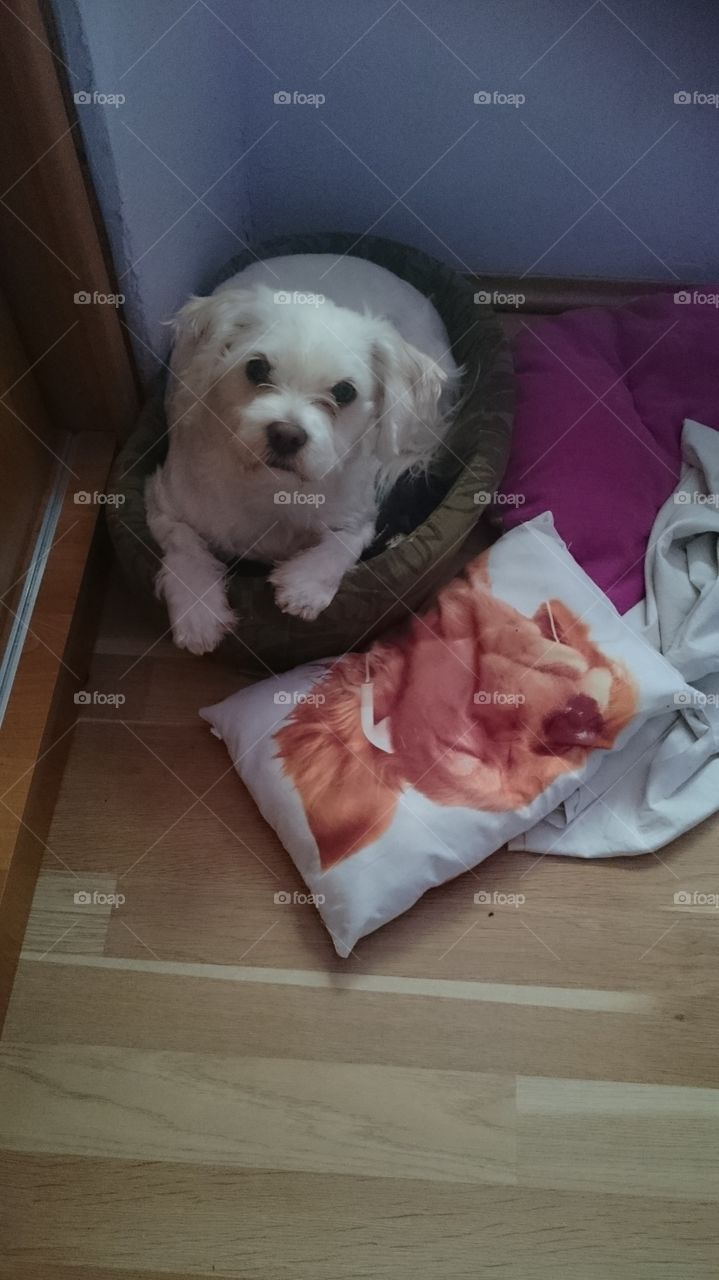 Look at the eyes dog