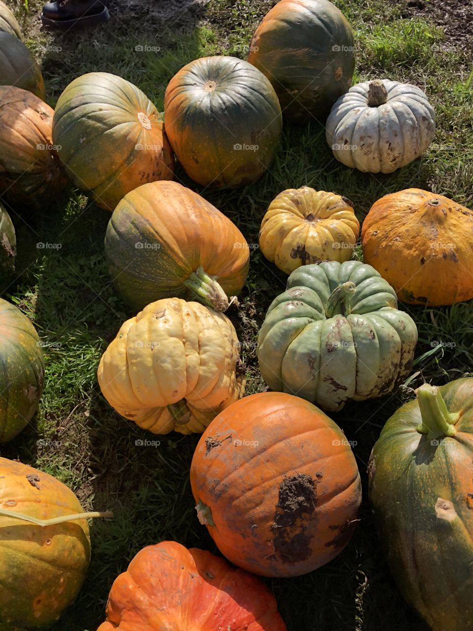 Pumpkins 