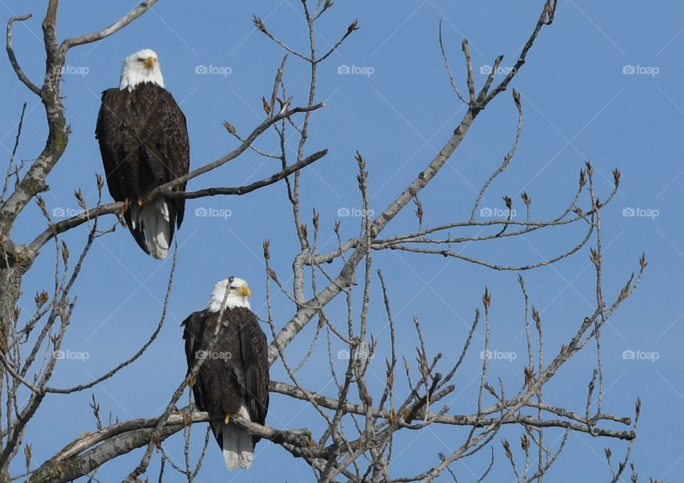 Bald Eagles sitting in a tree at Starved Rock State Park