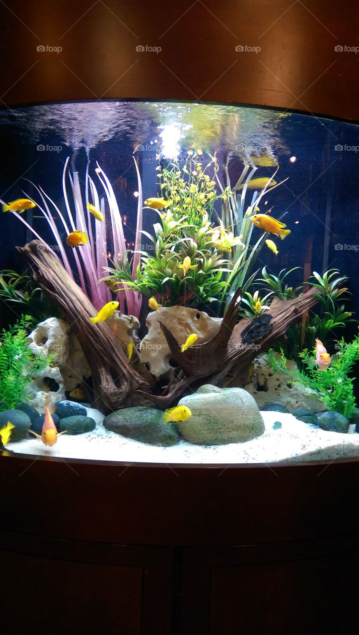 Aquarium, Fish, Tank, Underwater, Water