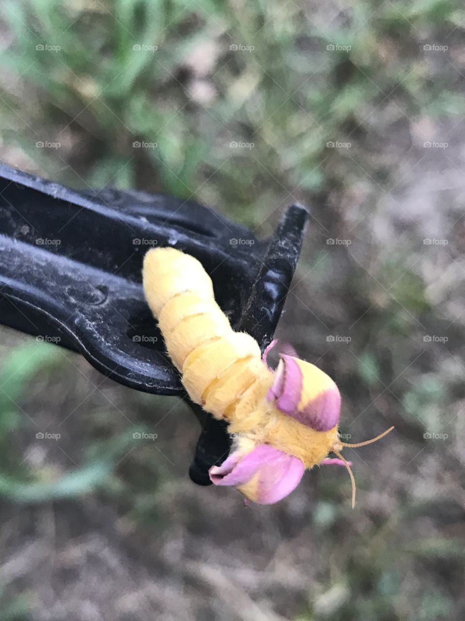 Rosy Maple Moth just before the wings pop