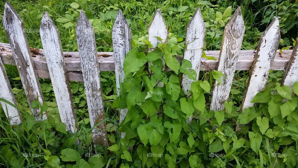 Fence of Ivy
