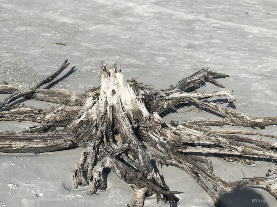 Beach driftwood in Florida. 