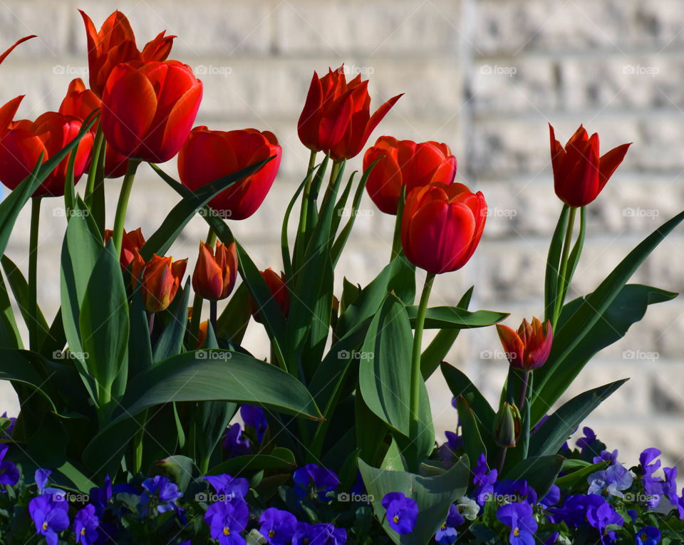 flower garden