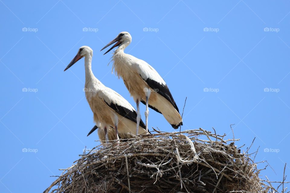 stork sun the nest 