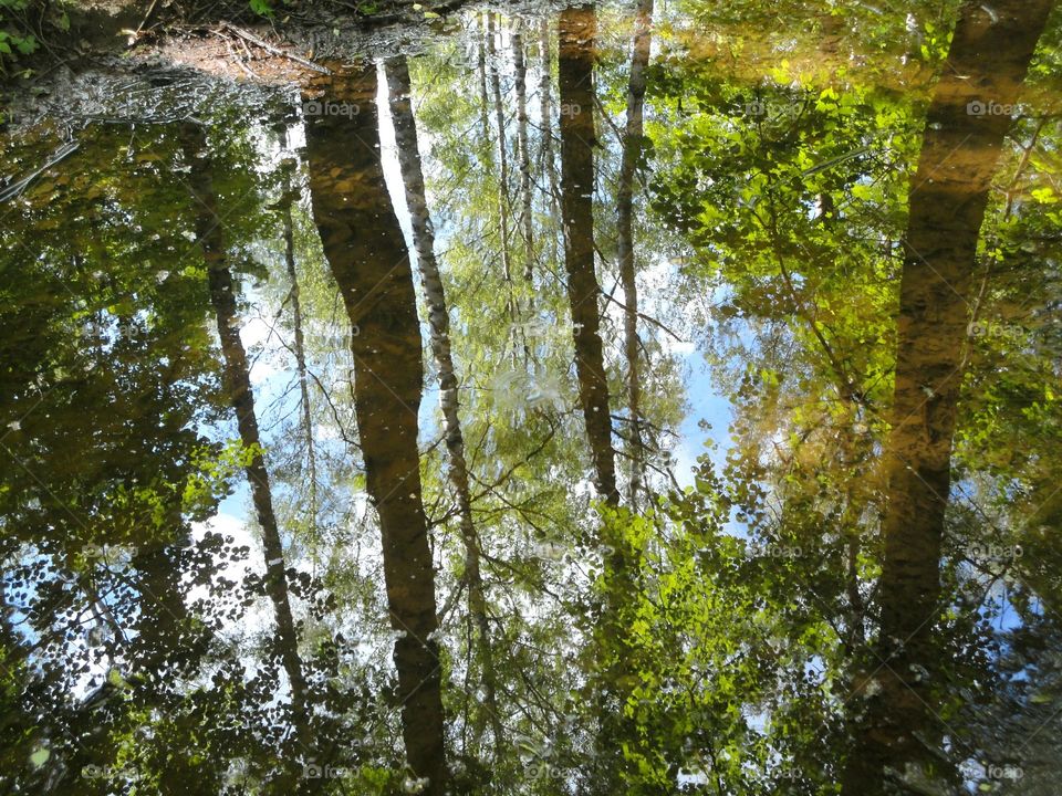 Wood, Nature, Tree, Leaf, Landscape