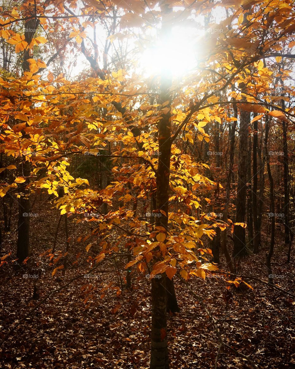 Golden Moment in Autumn Woods