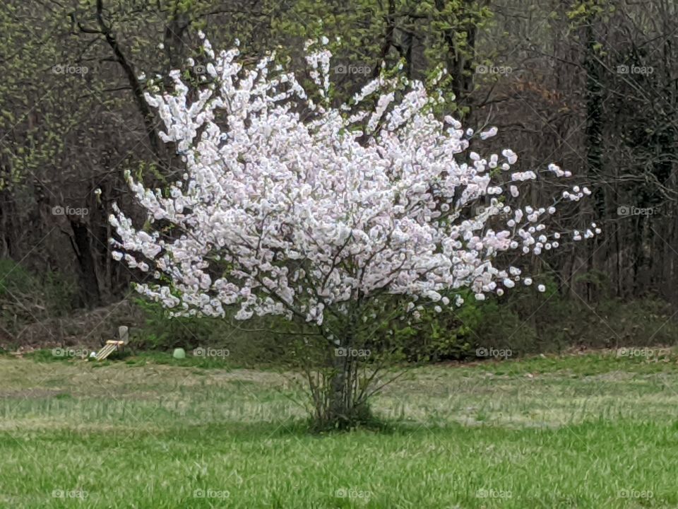 blooming tree