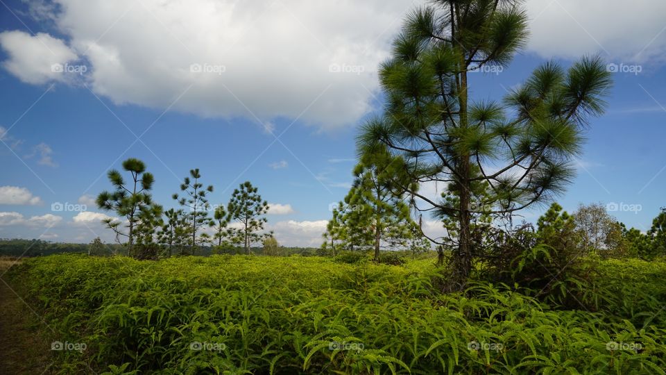 Tree, Landscape, Nature, Sky, Summer