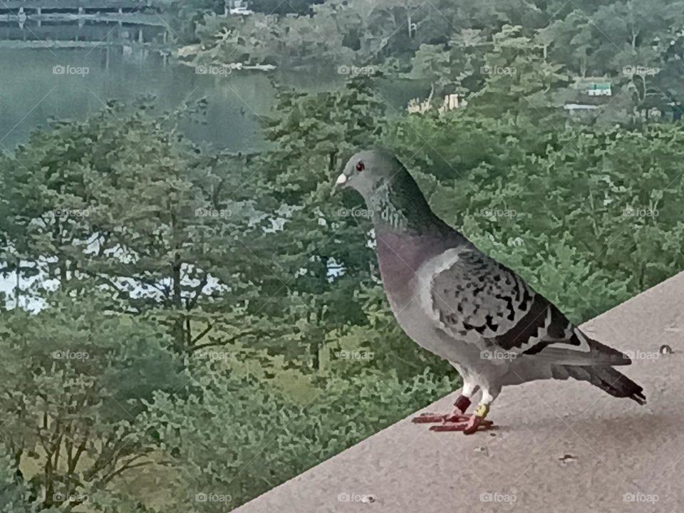 Pigeon Bird, white and gray pigeon, Animals, Birds