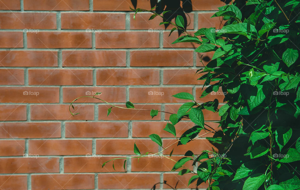 Bricks texture with liana plant