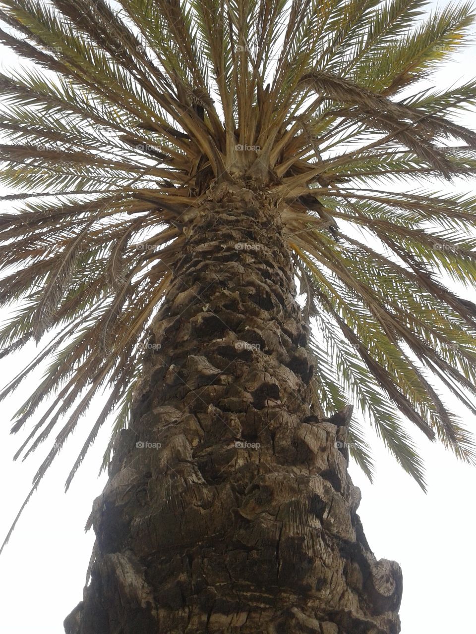 Palm