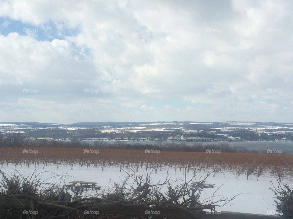 Snow covered vines. New York snow covered vineyard.