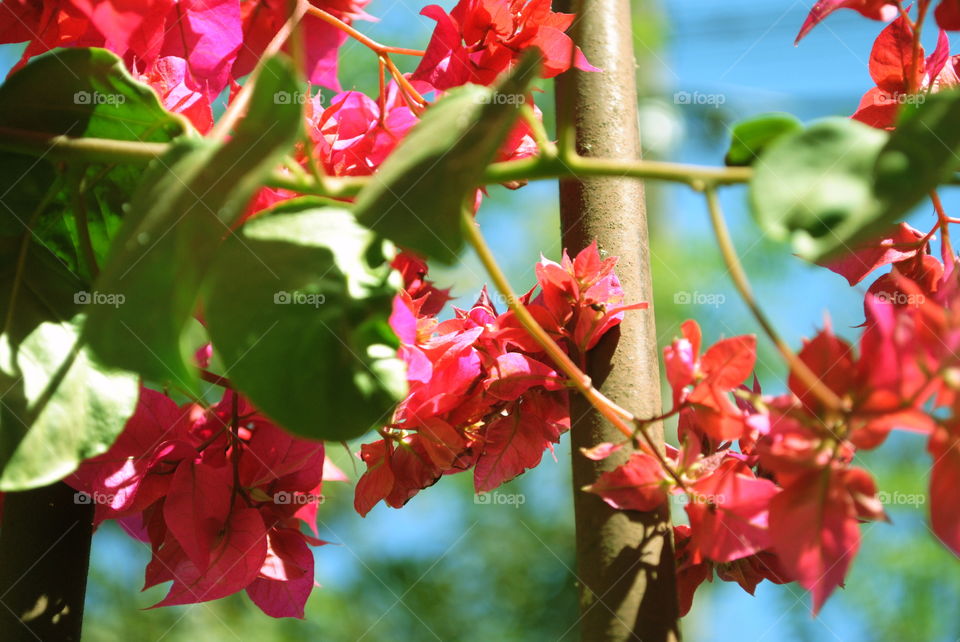 flowers