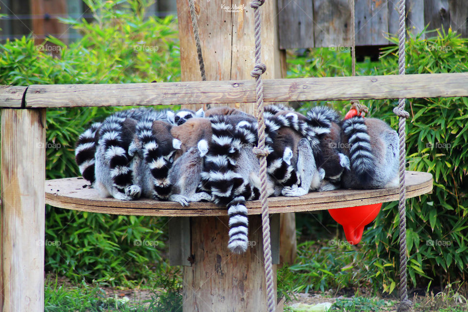 The Lemurs