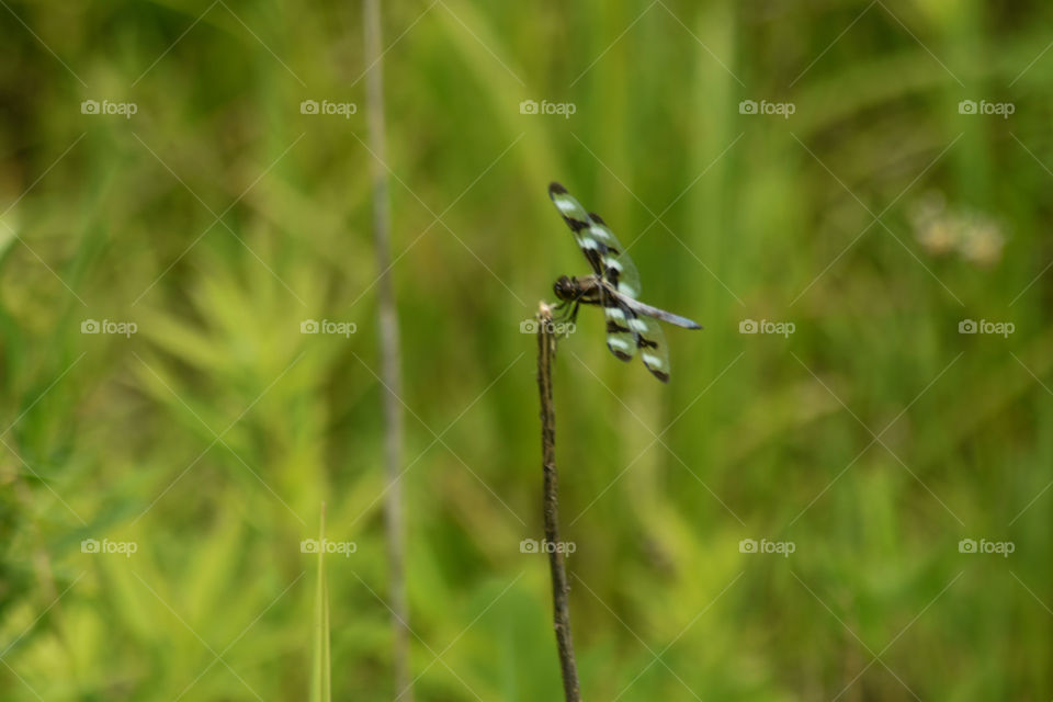 A dragonfly on a plant 